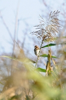 27901 Emberiza schoeniclus (Migliarino di palude)